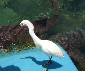 Aquarium (Oceanario) in Islands of Rosario.  Source: Alicia Hinostroza Castillo